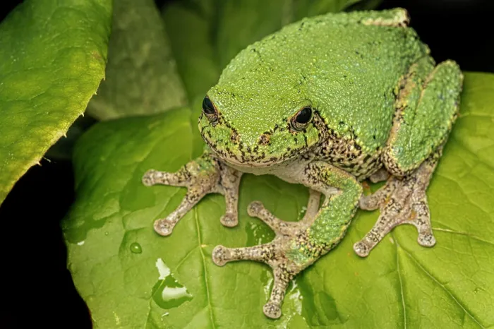 Framed Print : Gray Treefrog Print, Thornton Ontario Canada Framed Print : Gray Treefrog Print, Thornton Ontario Canada
