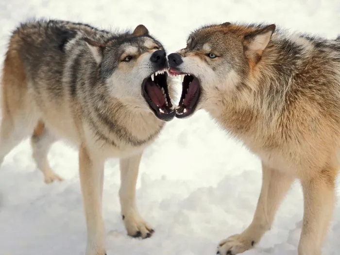 Framed Print : Gray Wolves Baring Their Teeth Print Framed Print : Gray Wolves Baring Their Teeth Print