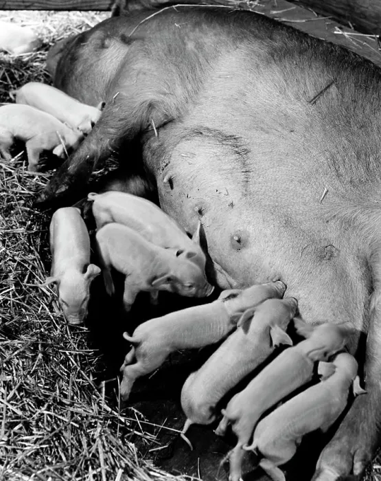 Framed Print : High Angle View Piglet Print Framed Print : High Angle View Piglet Print