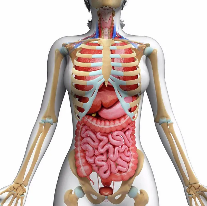Framed Print : Human Digestive System and Ribcage Print Framed Print : Human Digestive System and Ribcage Print