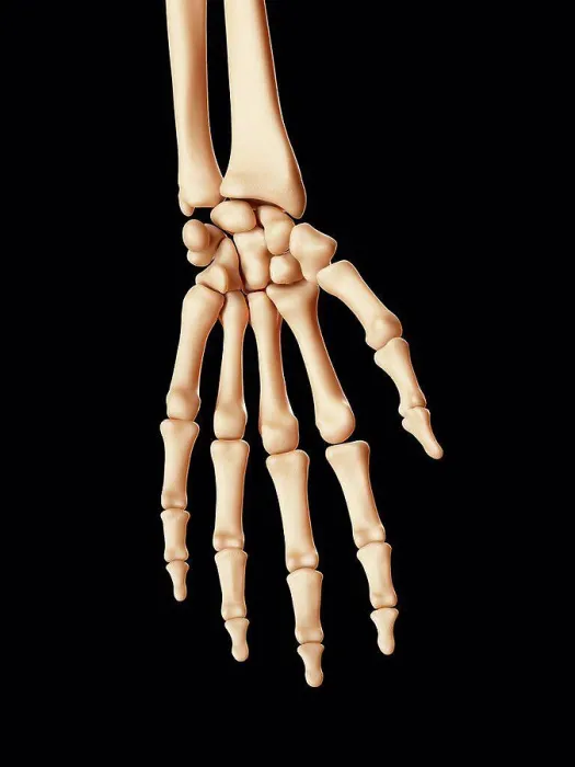 Framed Print : Human Hand Bones Print Framed Print : Human Hand Bones Print