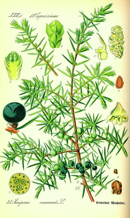 Framed Print : Juniper Print, 1885 Framed Print : Juniper Print, 1885