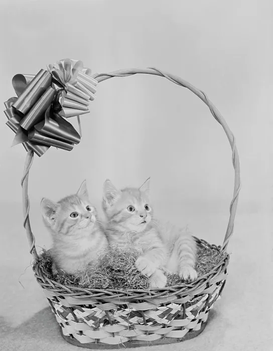 Framed Print : Two Kittens in Basket Print Framed Print : Two Kittens in Basket Print