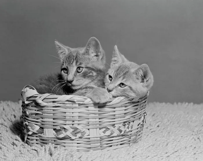 Framed Print : Two Kittens in Basket Print Framed Print : Two Kittens in Basket Print