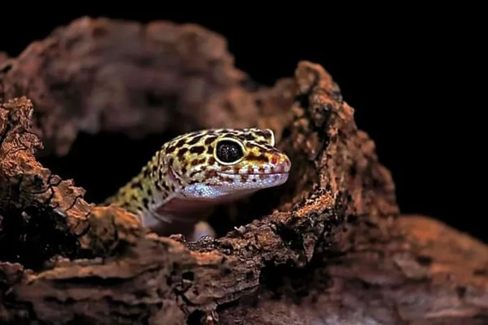 Framed Print : Leopard Gecko Print - Adult Portrait Framed Print : Leopard Gecko Print - Adult Portrait