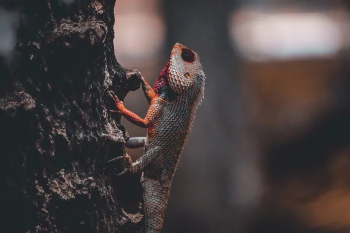 Framed Print : Lizard Print on Tree Branch Framed Print : Lizard Print on Tree Branch