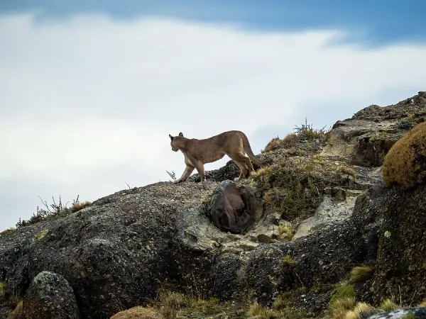 Patagonia Print: Puma in Torres del Art Prints, Posters