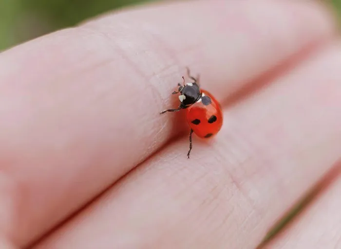 Framed Print : Ladybug Macro Print on Human Hand Framed Print : Ladybug Macro Print on Human Hand