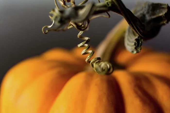 Framed Print : Tiny Pumpkin Print Framed Print : Tiny Pumpkin Print