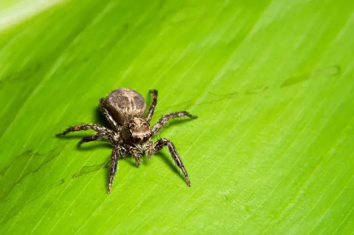 Framed Print : Macro Spider Print on Leaf Framed Print : Macro Spider Print on Leaf