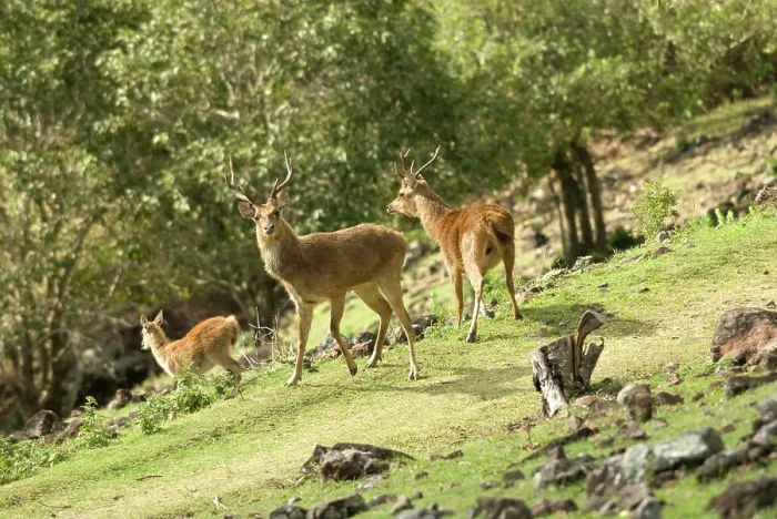 Framed Print : Mauritius Java Deer Print Framed Print : Mauritius Java Deer Print