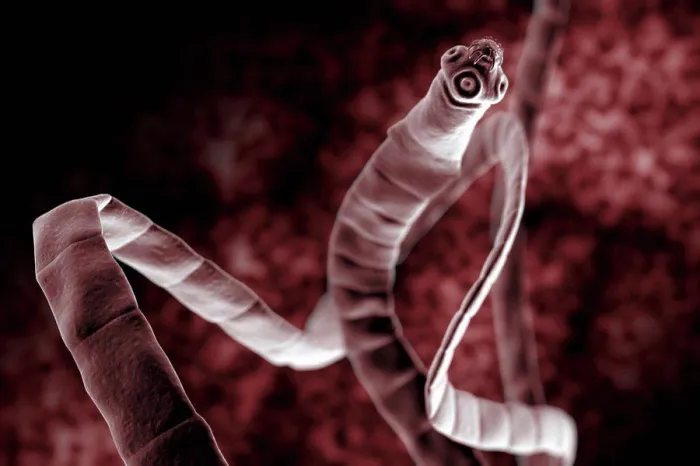 Framed Print : Microscopic Tapeworm Print