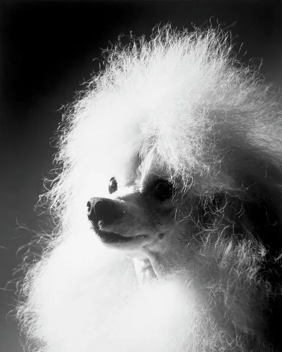 Framed Print : Poodle Print from SuperStock