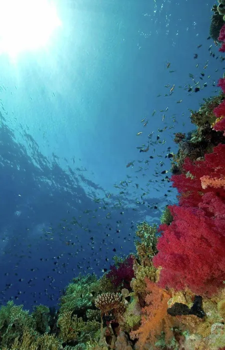 Framed Print : Reef Print from SuperStock Framed Print : Reef Print from SuperStock