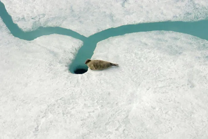 Framed Print : Ringed Seal Print on Pack Ice Framed Print : Ringed Seal Print on Pack Ice