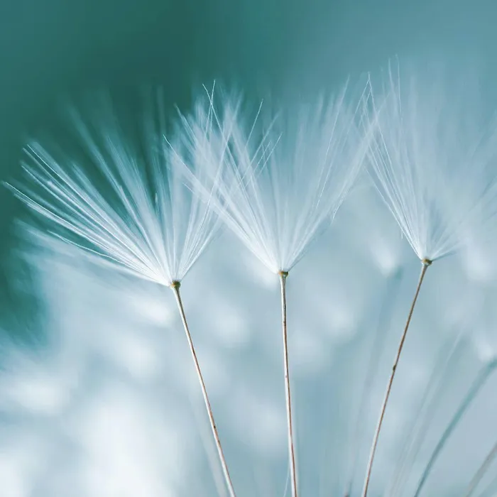 Framed Print : Romantic Dandelion Flower Print in Springtime Framed Print : Romantic Dandelion Flower Print in Springtime