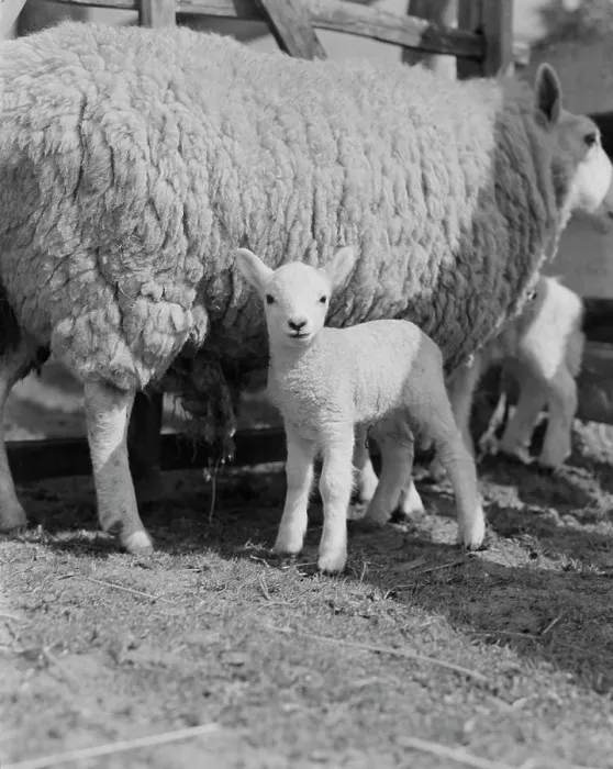 Framed Print : Sheep with Lambs Print Framed Print : Sheep with Lambs Print