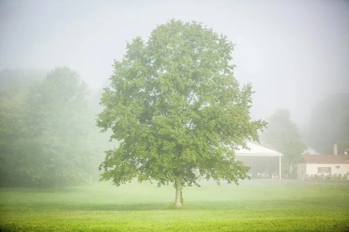Framed Print : Single Tree in the Fog Print Framed Print : Single Tree in the Fog Print
