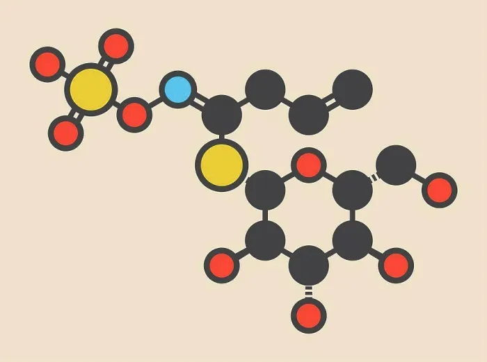 Framed Print : Sinigrin Glucosinolate Molecule Print Framed Print : Sinigrin Glucosinolate Molecule Print