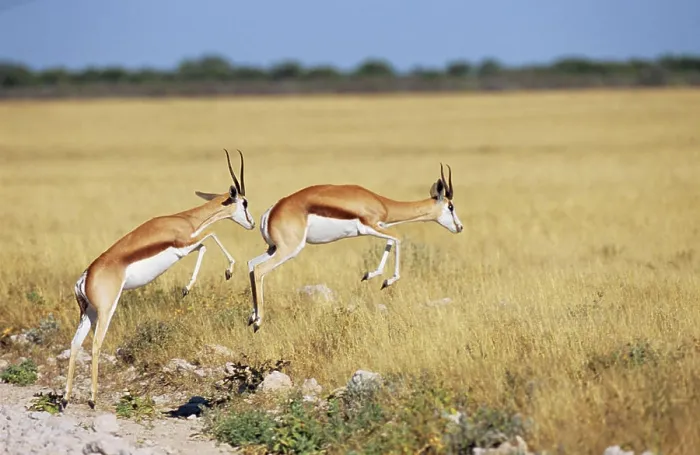 Framed Print : Springbok Print, Antidorcas marsupialis Jumping Image Framed Print : Springbok Print, Antidorcas marsupialis Jumping Image