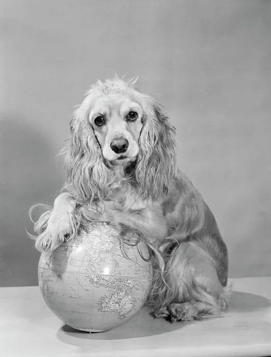 Framed Print : Cocker Spaniel Print with Globe Framed Print : Cocker Spaniel Print with Globe