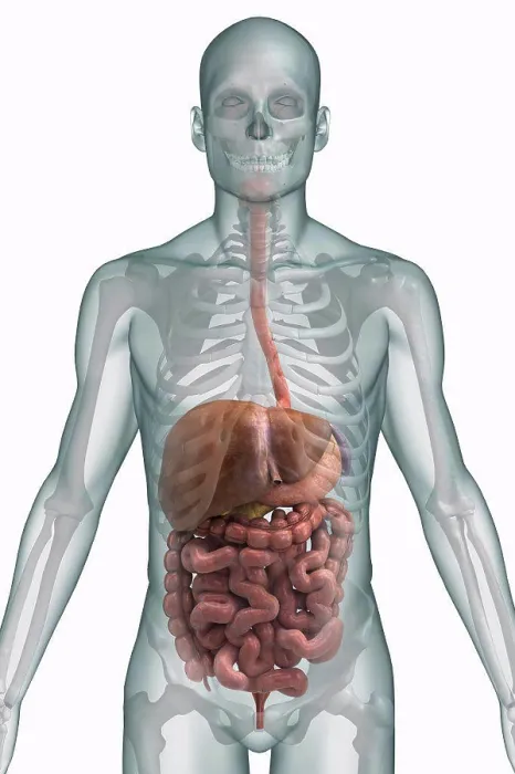 Framed Print : Upper Body Digestive System and Bone Print Framed Print : Upper Body Digestive System and Bone Print