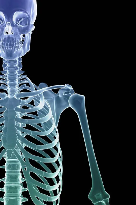 Framed Print : Front view Shoulder Joint Ribcage Upper Arm Print Framed Print : Front view Shoulder Joint Ribcage Upper Arm Print