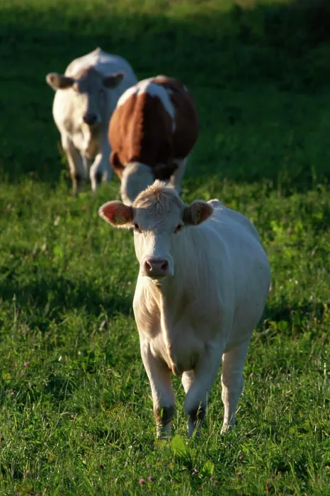 Framed Print : White Cow Looking Into the Camera Print