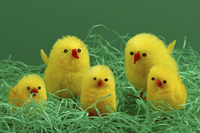 Framed Print : Print of 5 Easter Chicks on Grass Framed Print : Print of 5 Easter Chicks on Grass