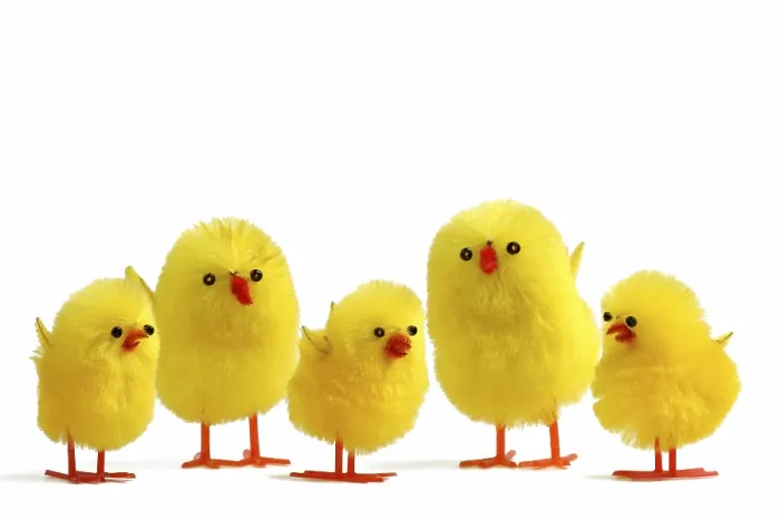 Framed Print : 5 Easter Chicks on White Print