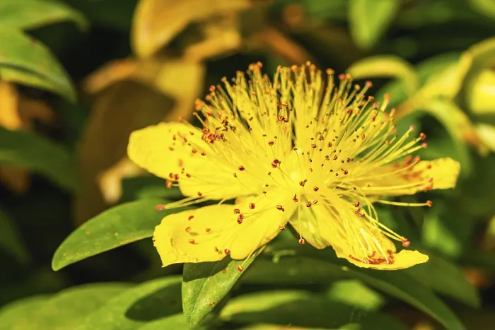 Framed Print : Aarons Beard (Hypericum) calycinum Print, Devon, England Framed Print : Aarons Beard (Hypericum) calycinum Print, Devon, England