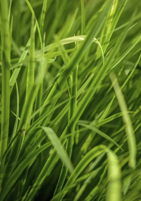 Framed Print : Long Lush Grass Abstract Background Print Framed Print : Long Lush Grass Abstract Background Print