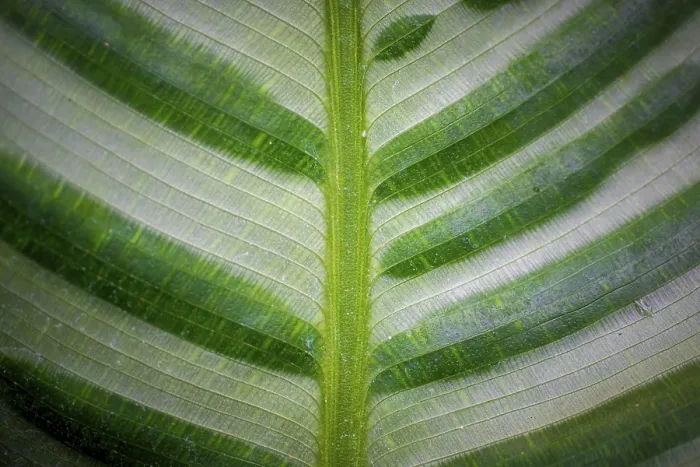 Framed Print : Abstract Green Leaf Print with Feather Vein Pattern Framed Print : Abstract Green Leaf Print with Feather Vein Pattern