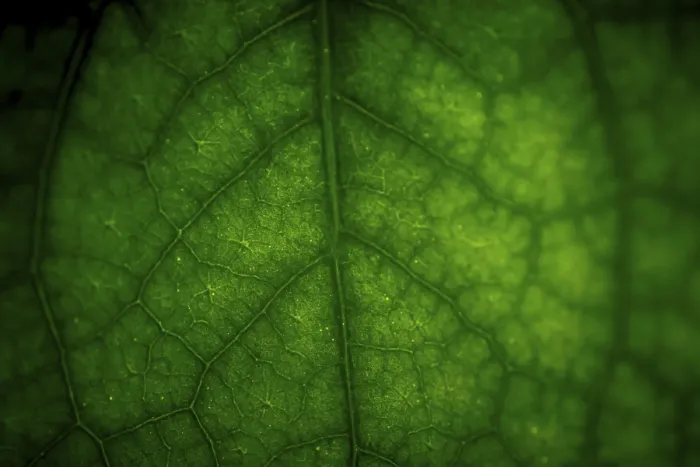 Framed Print : Abstract Green Leaf Print with Vein Pattern Framed Print : Abstract Green Leaf Print with Vein Pattern