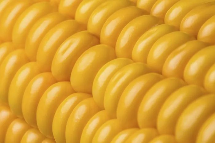 Framed Print : Abstract Detail of Corn on the Cob Print Framed Print : Abstract Detail of Corn on the Cob Print