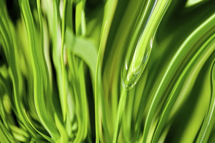Framed Print : Abstract Green Grass Background Print Framed Print : Abstract Green Grass Background Print