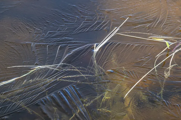 Framed Print : Abstract Ice Structures and Reed Stalks Print, Norrbotten, Sweden Framed Print : Abstract Ice Structures and Reed Stalks Print, Norrbotten, Sweden