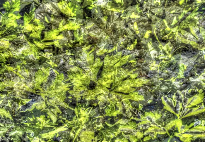 Framed Print : Grey and Green Two-Tone Leaf Print Framed Print : Grey and Green Two-Tone Leaf Print