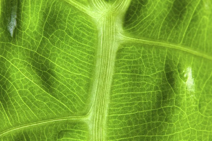 Framed Print : Abstract Macro of a Green Leaf Print Framed Print : Abstract Macro of a Green Leaf Print