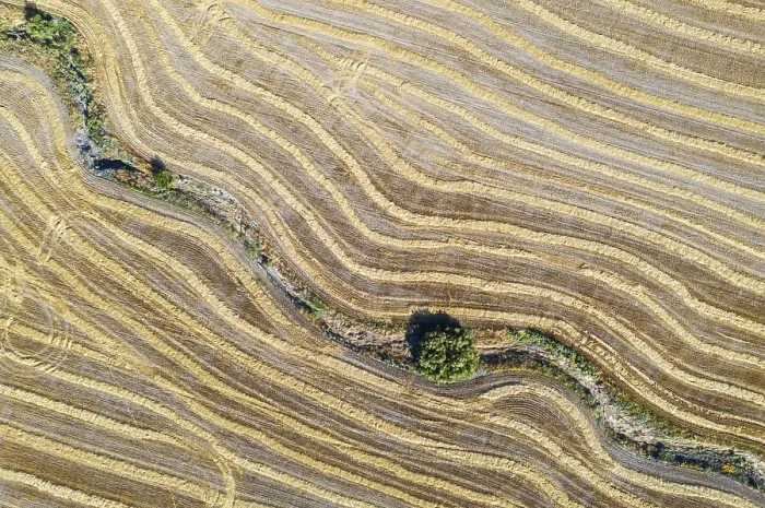 Framed Print : Abstract Patterns in Cornfield Print, Andalusia, Spain Framed Print : Abstract Patterns in Cornfield Print, Andalusia, Spain