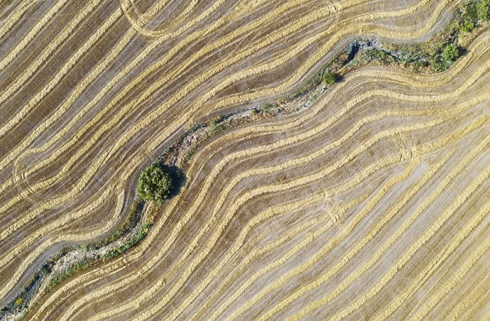 Framed Print : Abstract Patterns in Cornfield Print, Andalusia, Spain Framed Print : Abstract Patterns in Cornfield Print, Andalusia, Spain