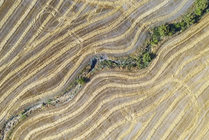 Framed Print : Abstract Patterns in Cornfield Print, Andalusia, Spain Framed Print : Abstract Patterns in Cornfield Print, Andalusia, Spain
