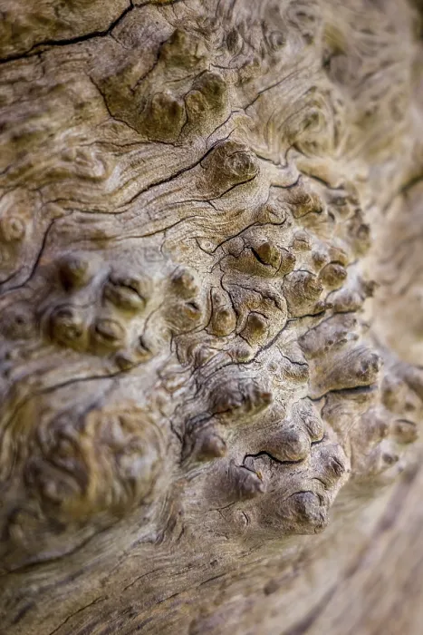 Framed Print : Abstract Print of Old Tree Bark Framed Print : Abstract Print of Old Tree Bark