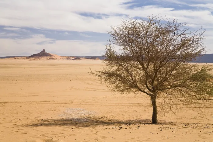 Framed Print : Acacia Tree Print, Libyan Desert Landscape Framed Print : Acacia Tree Print, Libyan Desert Landscape