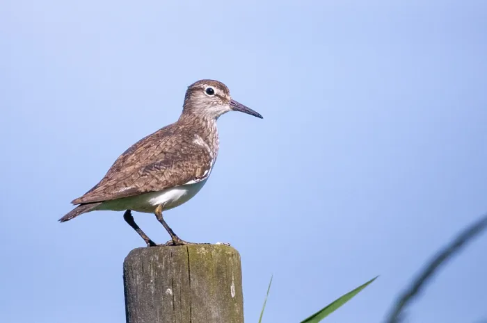 Framed Print : Actitis hypoleucos Print - Common Sandpiper Framed Print : Actitis hypoleucos Print - Common Sandpiper