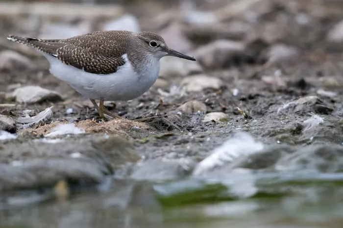 Framed Print : Common Sandpiper Print (Actitis hypoleucos) Framed Print : Common Sandpiper Print (Actitis hypoleucos)