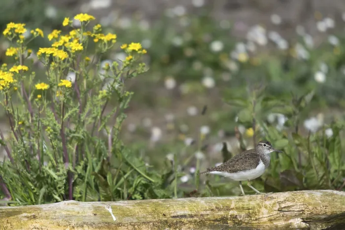 Framed Print : Common Sandpiper Print (Actitis hypoleucos) Framed Print : Common Sandpiper Print (Actitis hypoleucos)