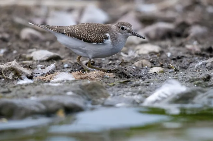 Framed Print : Common Sandpiper Print (Actitis hypoleucos) Framed Print : Common Sandpiper Print (Actitis hypoleucos)