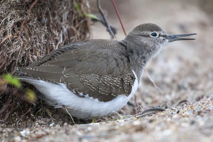 Framed Print : Common Sandpiper Print (Actitis hypoleucos)