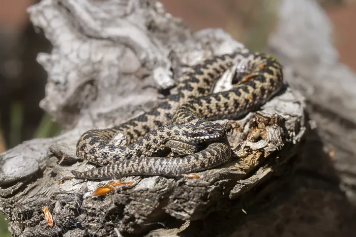 Framed Print : Adder (Vipera berus) Print Framed Print : Adder (Vipera berus) Print